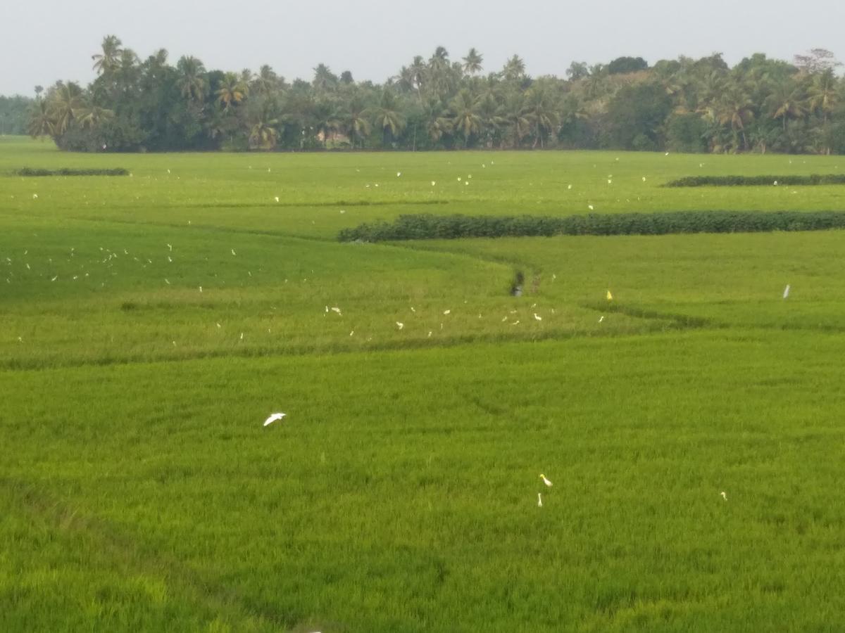 Pozhiyoram Ayurveda Beach Resort Alappuzha Екстер'єр фото